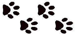 4 Dogs
